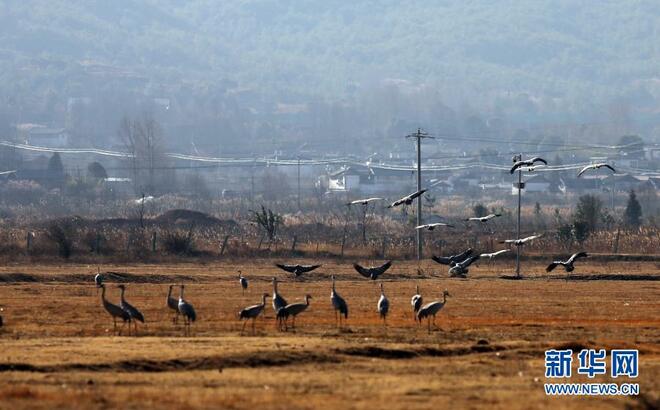 Kawasan Perlindungan Lashihai, Tempat Habitat Burung Hijrah pada Musim Sejuk_fororder_1b