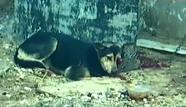 虐狗者铁棍打瞎小狗 狗获救时喝水染红水碗