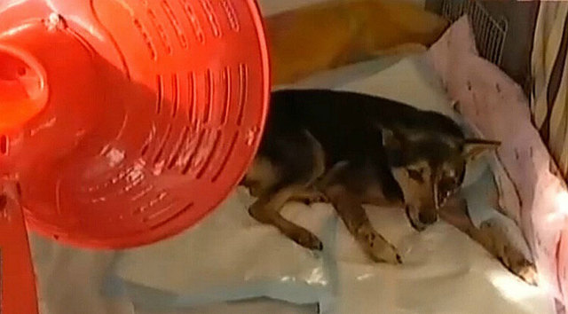 虐狗者铁棍打瞎小狗 狗获救时喝水染红水碗