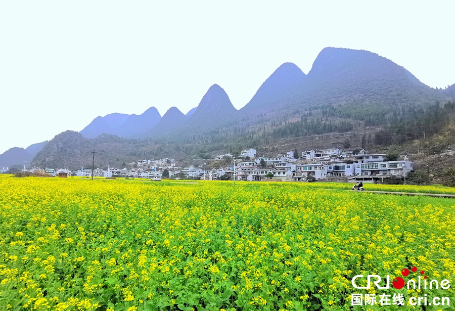 （有修改）贵州黔西南：万峰林春色满田园