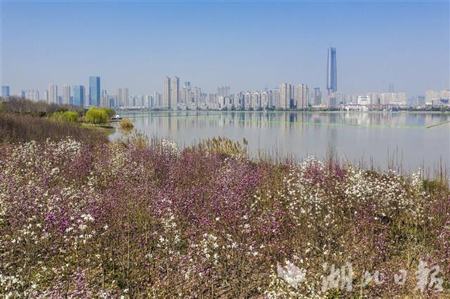 武汉春天花朵绽放