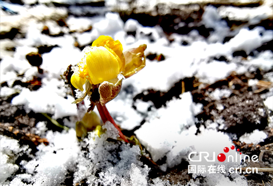 01【吉林原創】長春凈月潭冰淩花雪中綻開迎春來