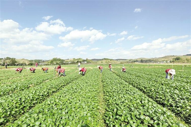 福泉市凤山镇金凤村坝区蔬菜种植基地一片生机勃勃  摄影 肖伟