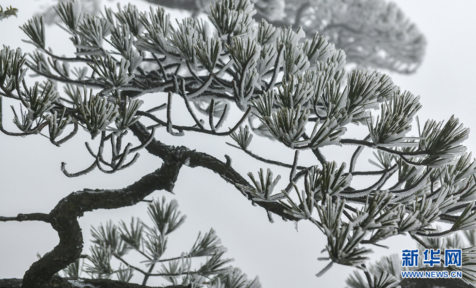 黄山雾凇：玉树琼花满目春