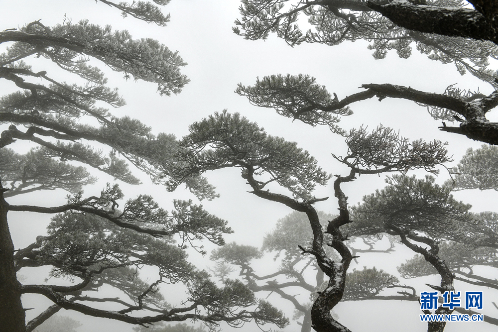 黄山雾凇：玉树琼花满目春