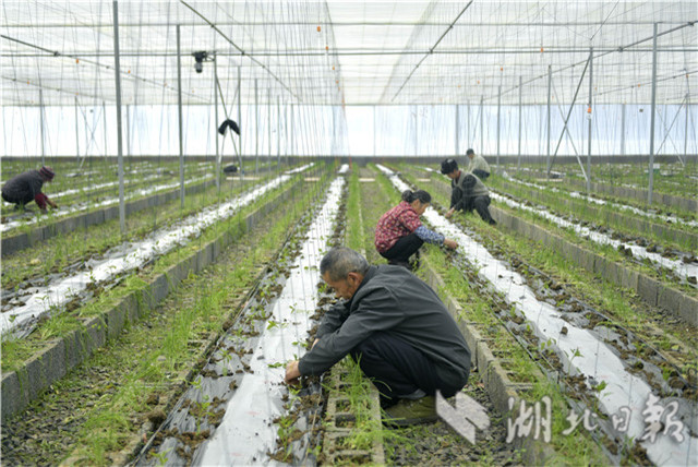 湖北宣恩：“農業大棚”忙春耕