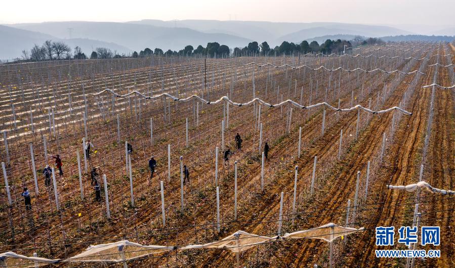 陜西宜川：人勤春早果農忙