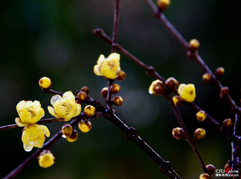 贵州务川：腊梅芬芳（组图）