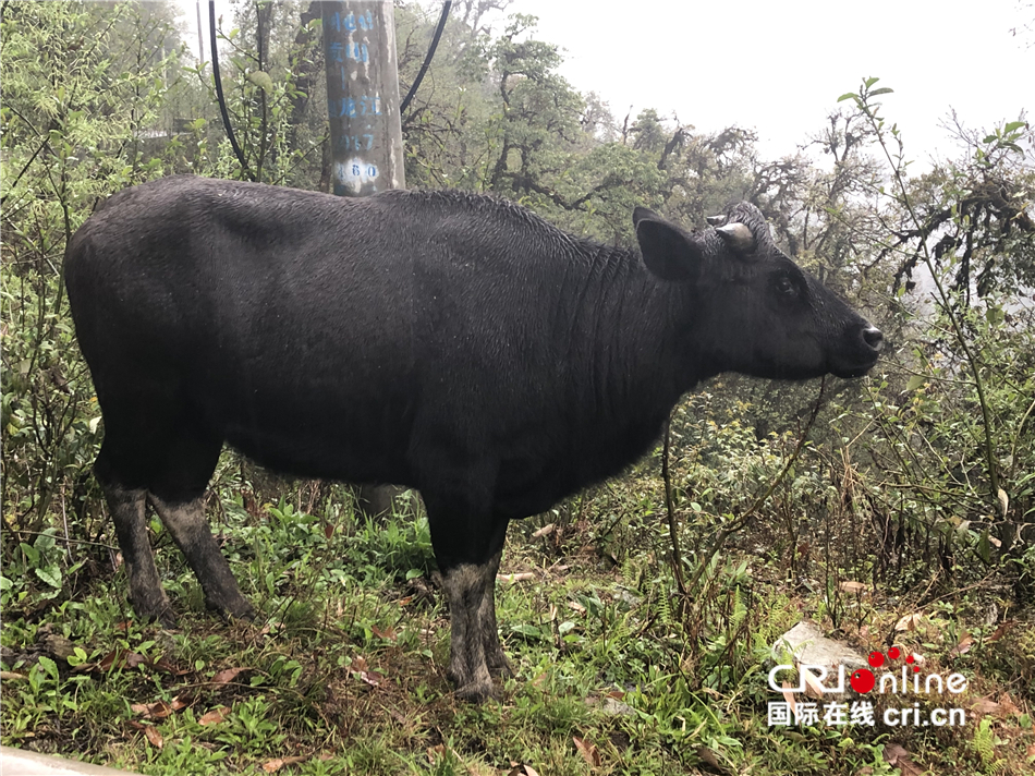 在山间散养的独龙牛独龙鸡体型较小山坡上的蜂箱