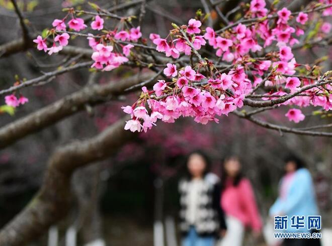 Sakura Mekar Warnai Taman Negara_fororder_yh3