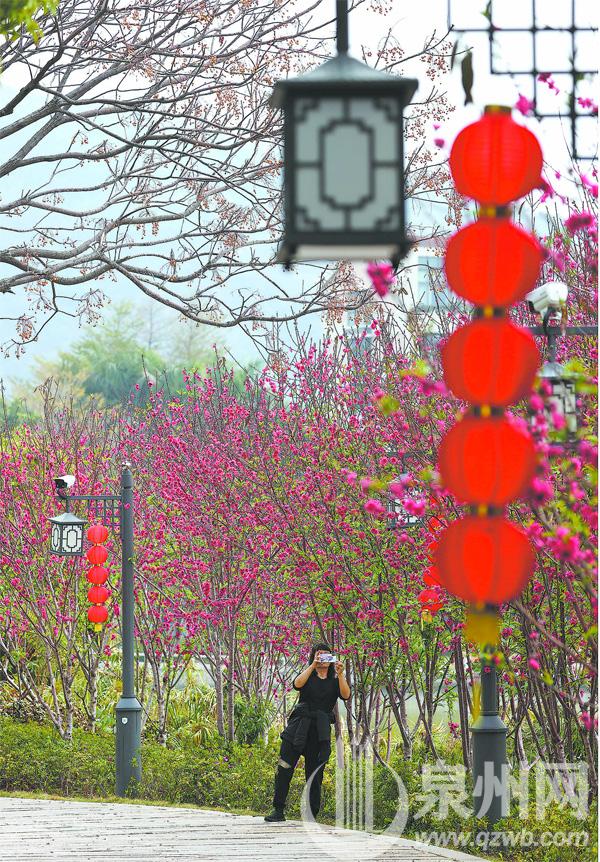 泉州西湖公園：千株桃花鬧元宵