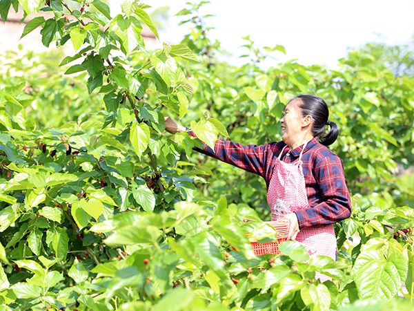 宜宾高县来复镇：“一心四通” 谱写基层党建新篇章_fororder_来复镇陈垇村果桑产业