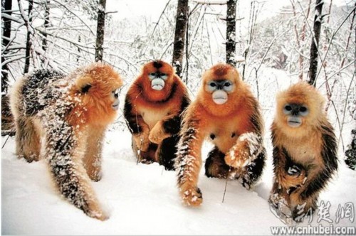 神农架迎来首场雪 金丝猴野外“打雪仗”