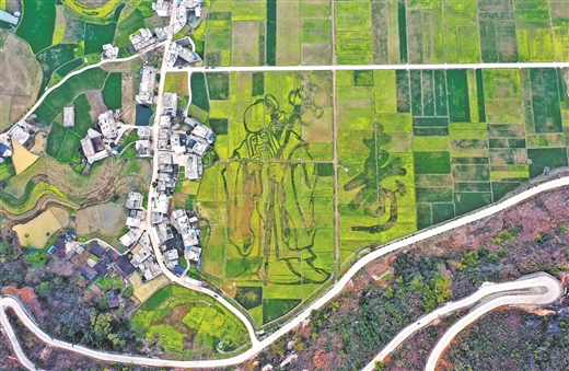 百色乐业县：打造油菜花海景观带 促进农旅融合发展