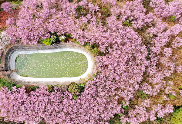 美丽四川｜满园春色关不住 眉山春景已上线_fororder_1