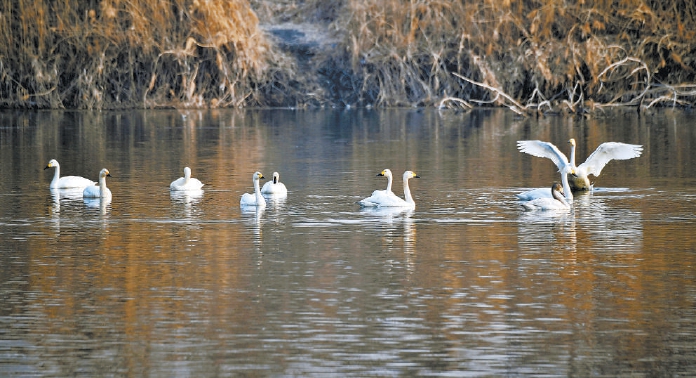 19隻天鵝飛臨琉璃河濕地公園