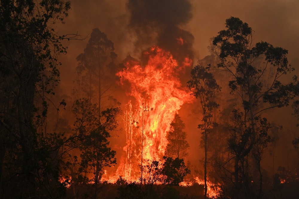 当地时间2019年11月9日,澳大利亚发生森林火灾