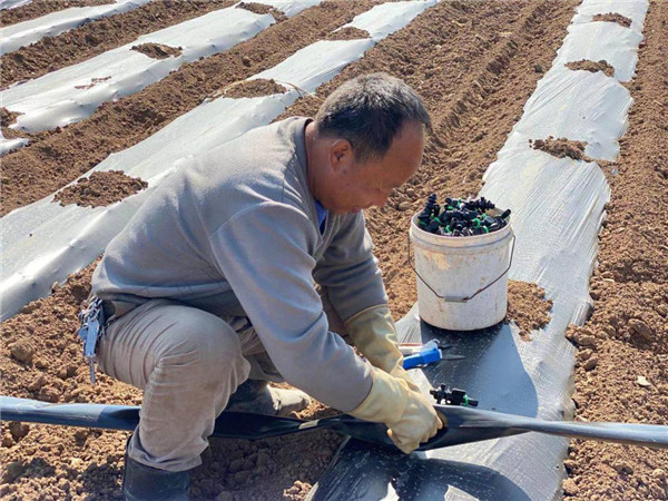 西安市长安区大兆街道庞留村百亩土豆完成播种