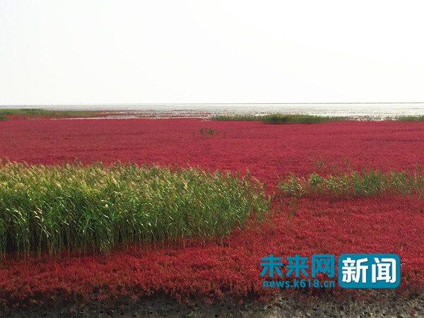 【砥礪奮進的五年】守住一片紅灘綠葦 打造中國濕地名片讓世界驚艷