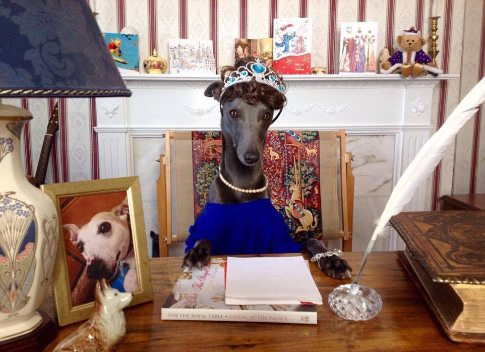 英國職業狗狗模特拍“女王范兒”聖誕大片(高清組圖)