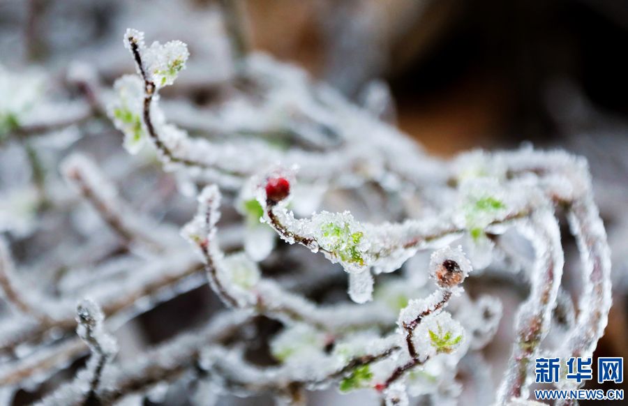 三门峡：一场“桃花雪”扮美“豫西后花园”