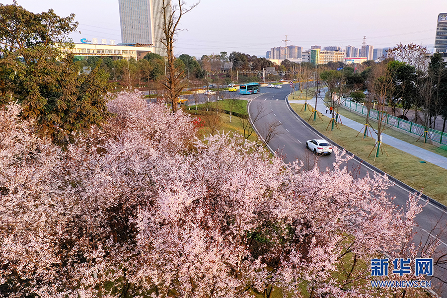 【城市遠洋】重慶：春色盎然惹人醉 花影婆娑迎客來