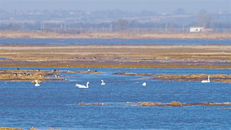 三秦新風貌 白天鵝起舞黃河濕地_fororder_0c56044e-f852-48fc-8ae4-1728c12adf36.1