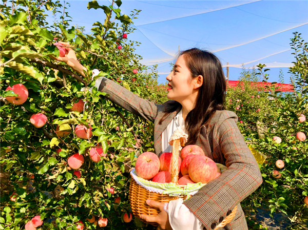 延安市寶塔區柳林鎮：用蘋果開闢脫貧攻堅“柳林模式” 結出富民強鎮“勝利果”