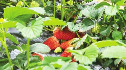 饶河：蔬菜绿草莓红打造绿色经济“新引擎”
