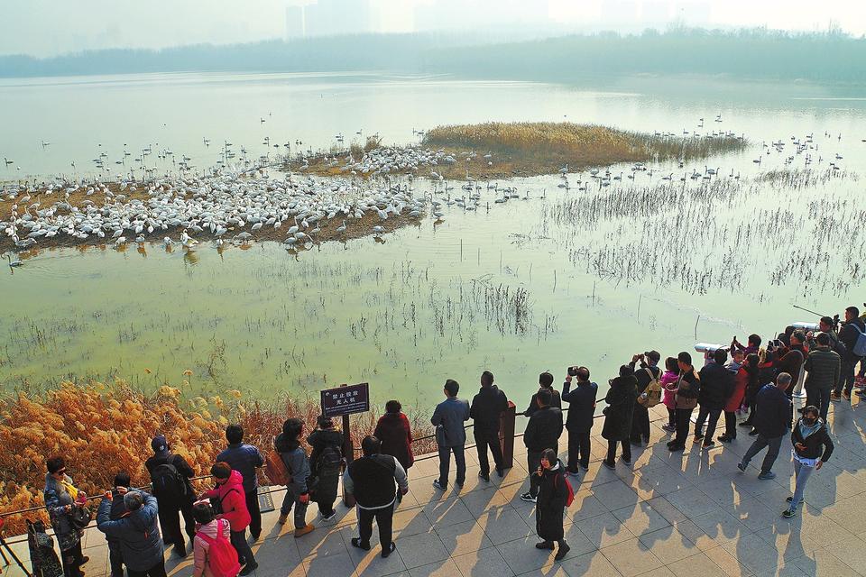 河南三门峡：黄河湿地天鹅舞
