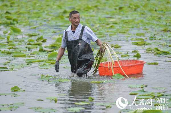 湖北头茬藕带抢"鲜"上市 新零售推动湖北农产品抢占全国市场