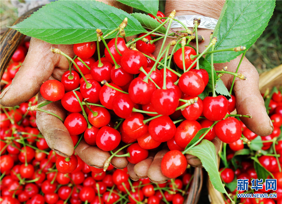 पैचिङमा चेरी टिप्ने समय_fororder_999