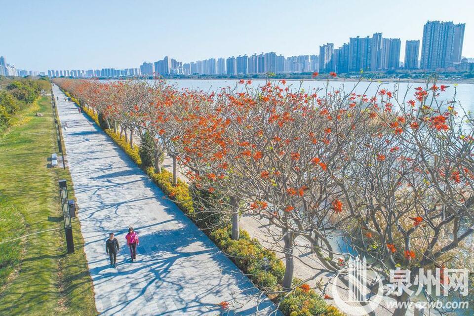 泉州：刺桐花开红似火