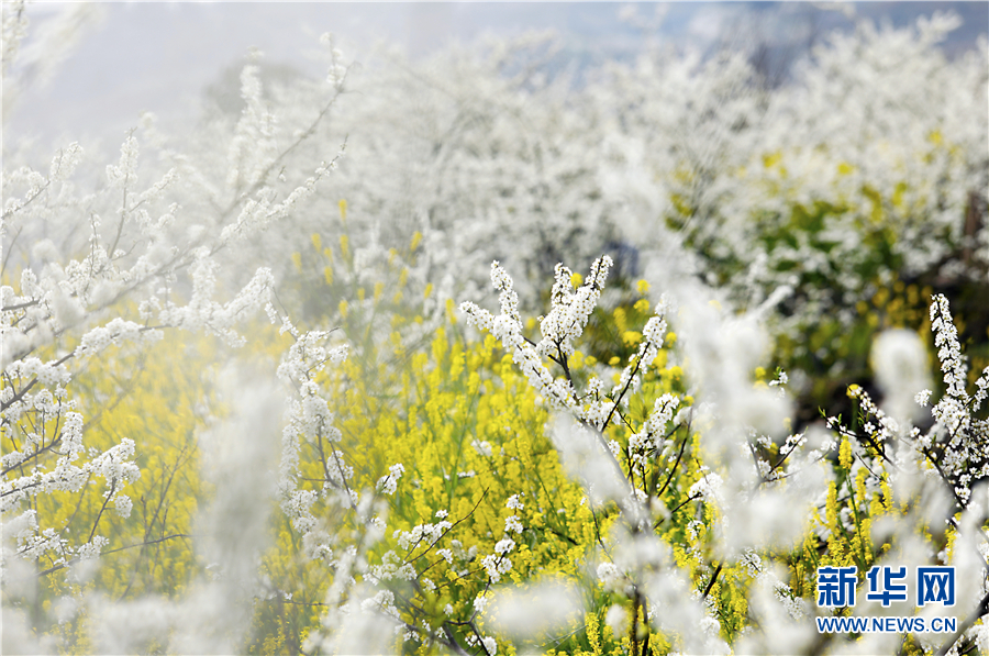 重慶梁平：三月“香雪”醉春光