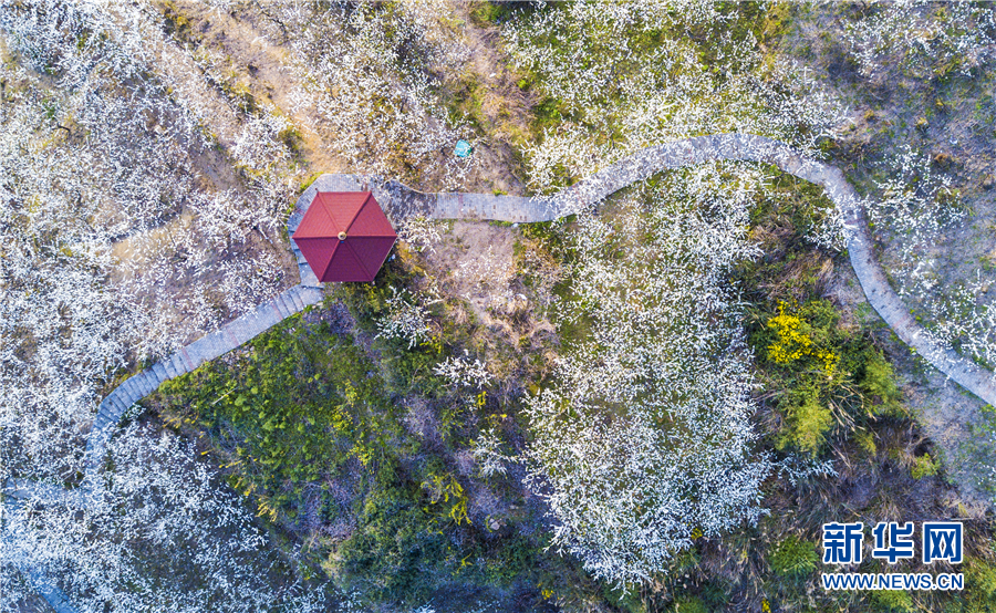 重慶梁平：三月“香雪”醉春光