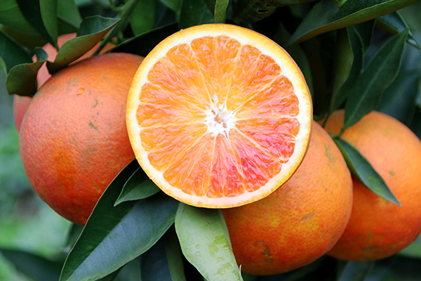 图片默认标题_fororder_翠屏区牟坪镇柑橘果肉饱满--(摄影--高学兵)