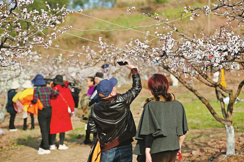 （转载）春暖花开日 赏花正当时