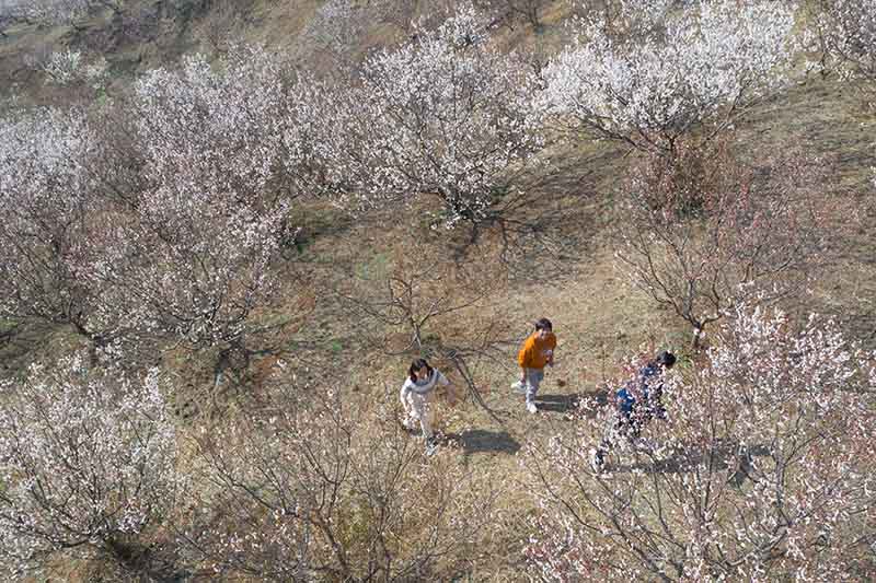 湖北襄陽：櫻桃花開春意濃