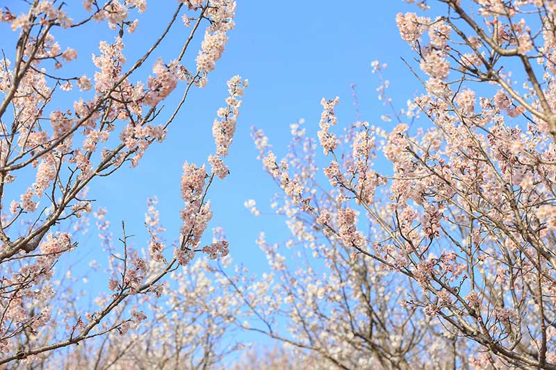 湖北襄陽：櫻桃花開春意濃