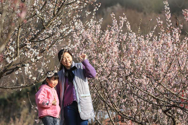 湖北襄陽：櫻桃花開春意濃