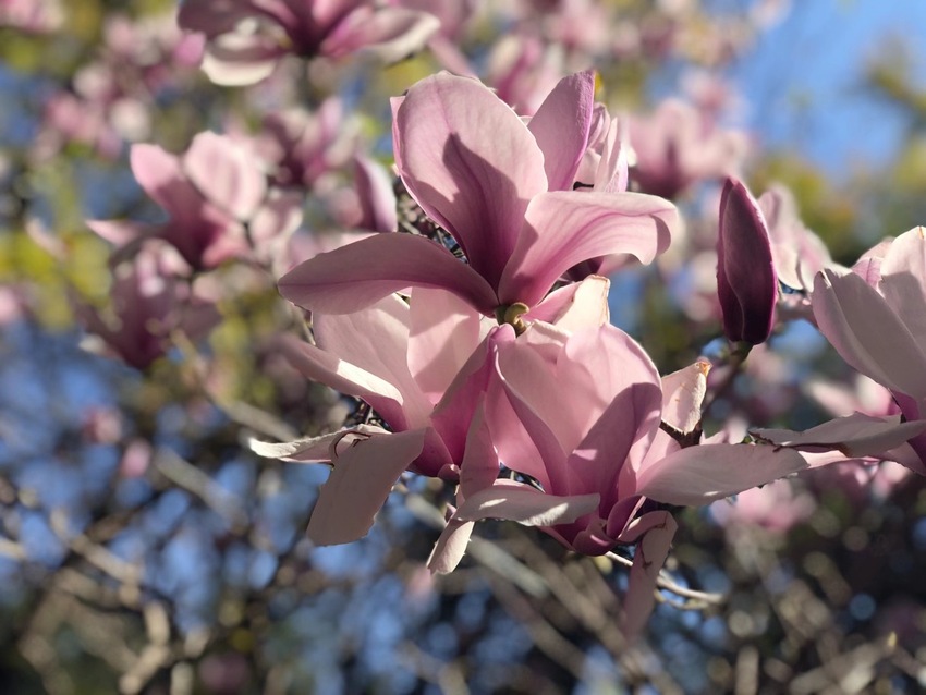 Bunga-bunga Mekar di Kunming, Yunnan_fororder_微信图片_20210219105036