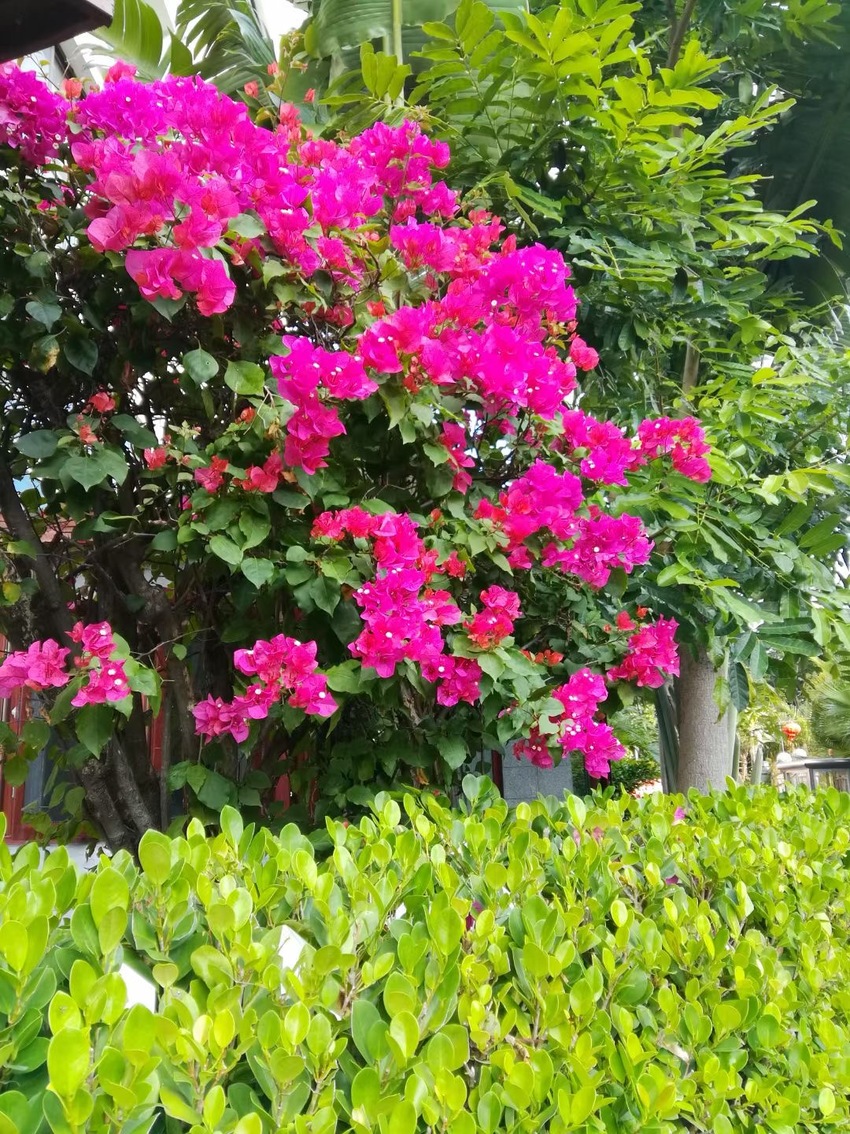 Pemandangan Sanya Kini_fororder_微信图片_20210219105112