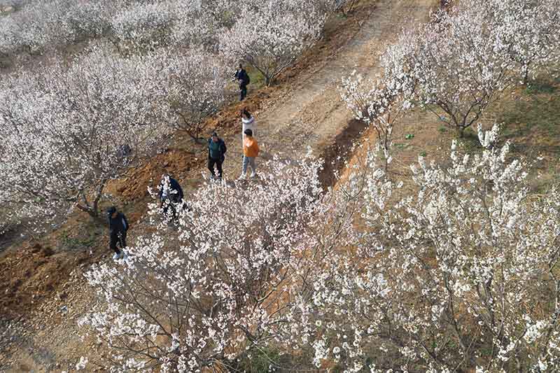 湖北襄陽：櫻桃花開春意濃