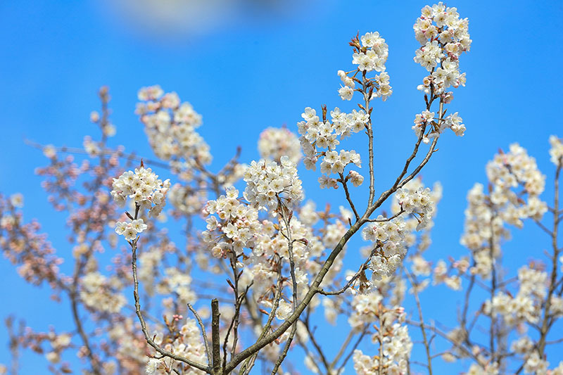 湖北襄陽：櫻桃花開春意濃