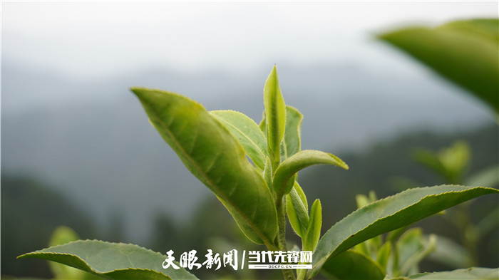 （中首）贵州丹寨：春茶香 采茶忙