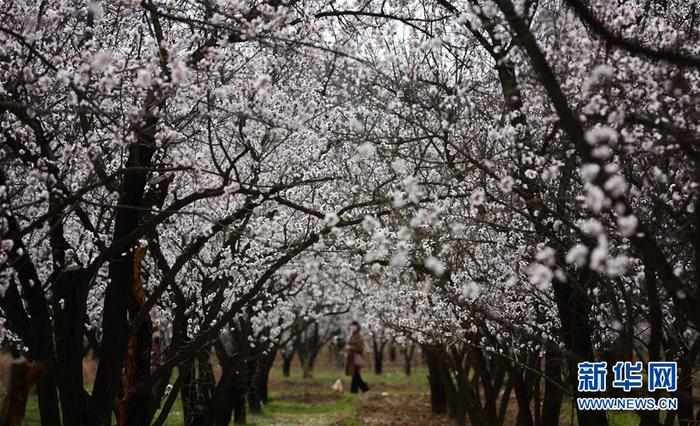 图片默认标题_fororder_1125723449_15844098915261n