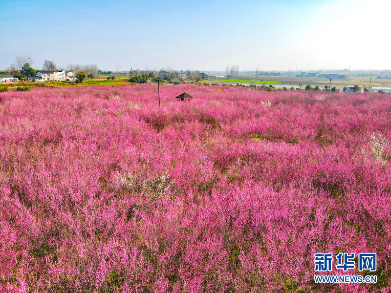 梅花绽放喜迎春