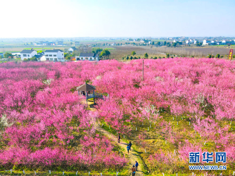 梅花綻放喜迎春