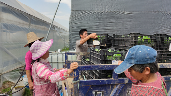 大湾区“菜篮子”第一批蔬菜4月可发往香港