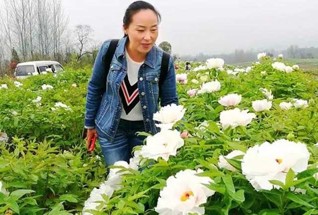 安陸美麗經濟從“花”來